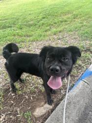 Shelter Stray Male Dog last seen CHARLOTTE, 8315 Byrum Dr, Charlotte, NC 28217, USA