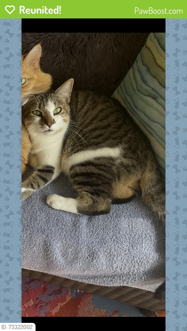 Reunited Male Cat last seen 69th and winkler, Fort Myers, FL 33919
