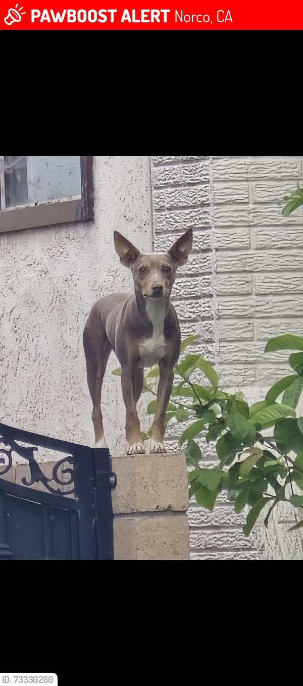 Lost Female Dog last seen 2nd St. and Valley View Ave, Norco, CA 92860