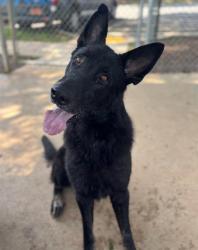Shelter Stray Male Dog last seen CHARLOTTE, 8315 Byrum Dr, Charlotte, NC 28217, USA