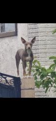 Lost Female Dog last seen 2nd St. and Valley View Ave, Norco, CA 92860