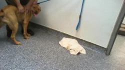 Shelter Stray Female Dog last seen CHARLOTTE, 8315 Byrum Dr, Charlotte, NC 28217, USA