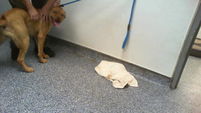 Shelter Stray Female Dog last seen CHARLOTTE, 8315 Byrum Dr, Charlotte, NC 28217, USA