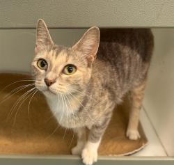 Shelter Stray Female Cat last seen HAUNGS, 2600 NE Perry Ave, Peoria, IL 61603, USA