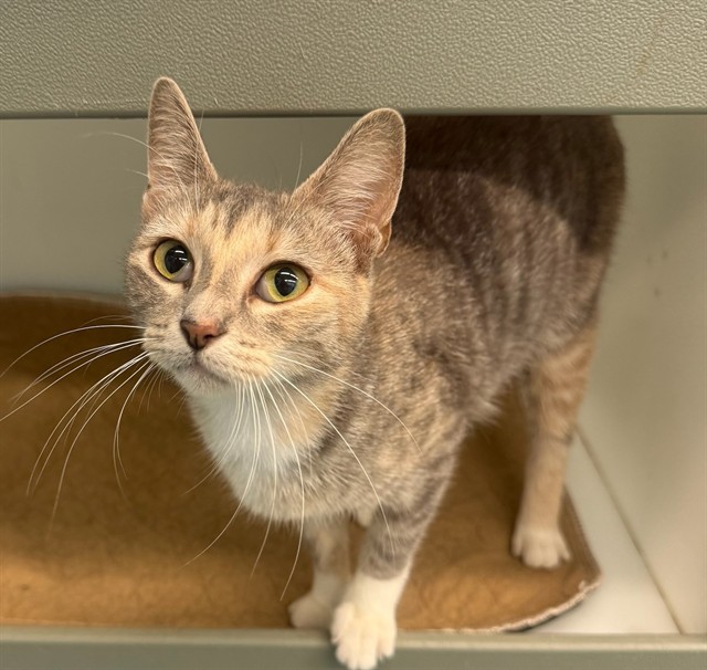 Shelter Stray Female Cat last seen HAUNGS, 2600 NE Perry Ave, Peoria, IL 61603, USA
