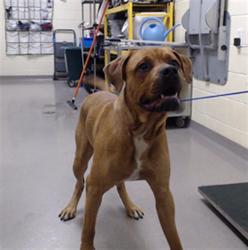 Shelter Stray Male Dog last seen 3S WADSWORTH BLVD & W HAMPDEN AVE LAKEWEOOD CO 80235, 1241 W Bayaud Ave, Denver, CO 80223, USA