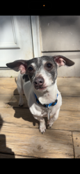 Lost Male Dog last seen Se 5th, Des Moines, IA 50315