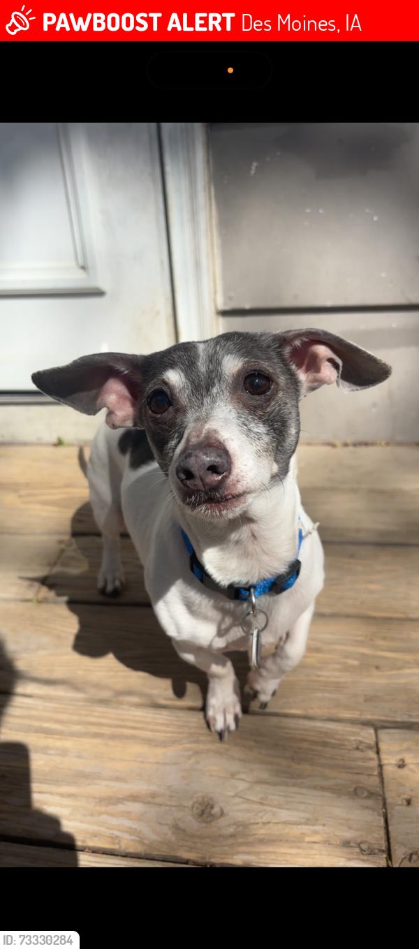 Lost Male Dog last seen Se 5th, Des Moines, IA 50315