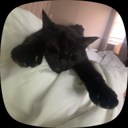 Reunited Male Cat last seen Benton blvd, Kansas City, MO 64130