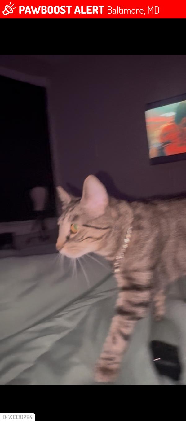 Lost Female Cat last seen Greenmount and 26th, Baltimore, MD 21218