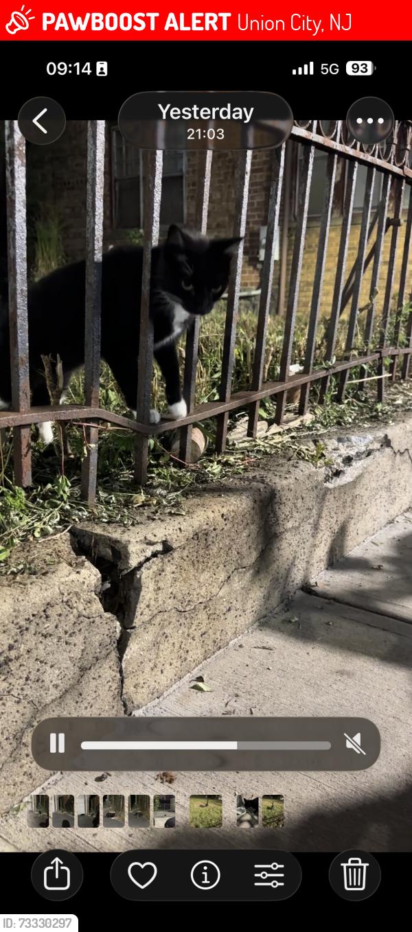 Lost Unknown Cat last seen Near the empty lot on Palisade / 16th, Union City, NJ 07087