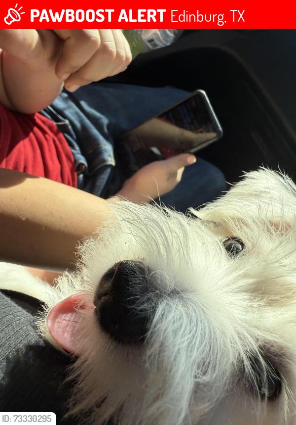 Lost Female Dog last seen Lavandería de Raúl Longoria con Garman st, Edinburg, TX 78542