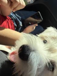 Lost Female Dog last seen Lavandería de Raúl Longoria con Garman st, Edinburg, TX 78542