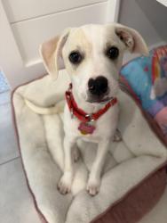 Lost Female Dog last seen Highway 283 & 30A, Santa Rosa Beach, FL 32459