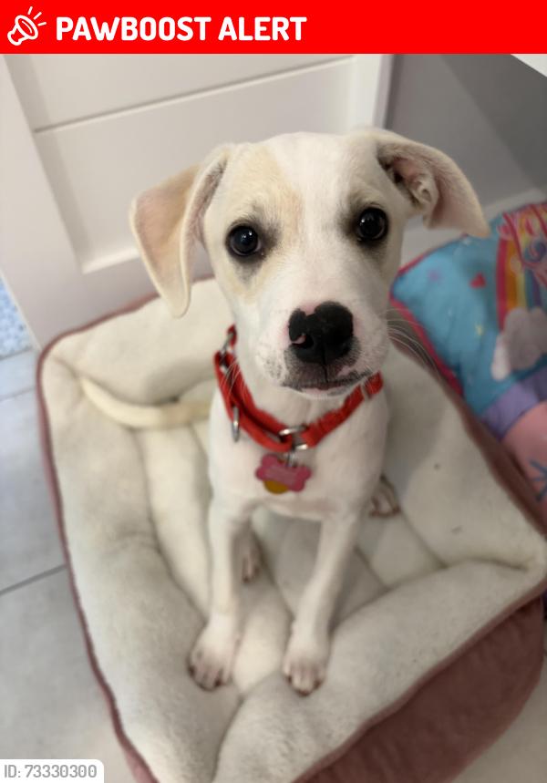 Lost Female Dog last seen Highway 283 & 30A, Santa Rosa Beach, FL 32459