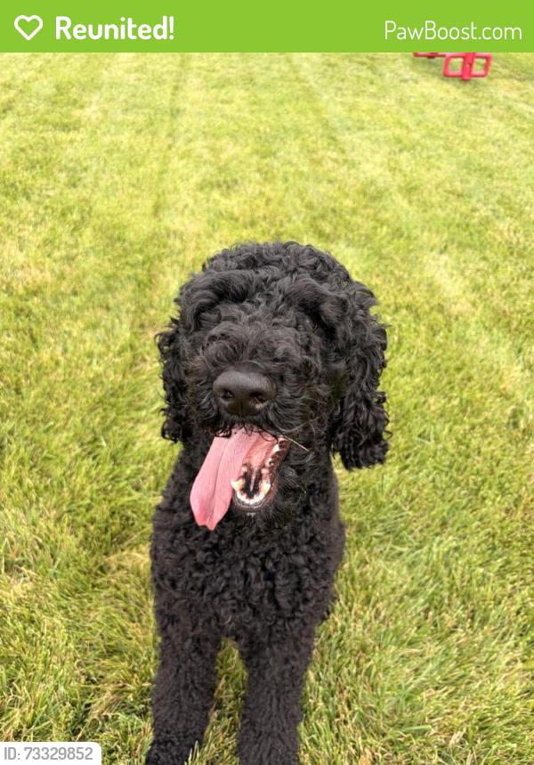 Reunited Male Dog last seen torino dr and airlite st, Elgin, IL 60123