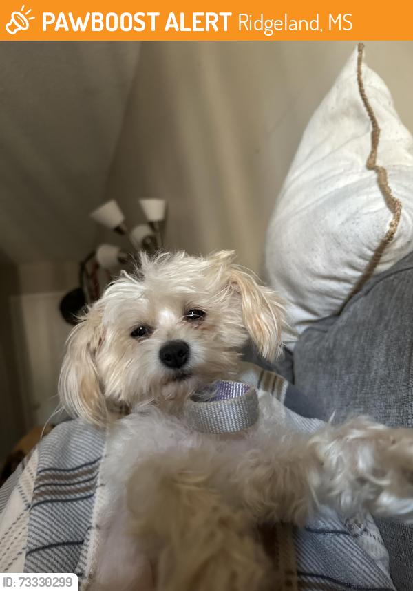 Rehomed Female Dog last seen Near Amerigos, Ridgeland, MS 39157