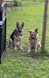Lost Male Dog last seen Near 8th st ne Naples fl, Naples, FL 34120