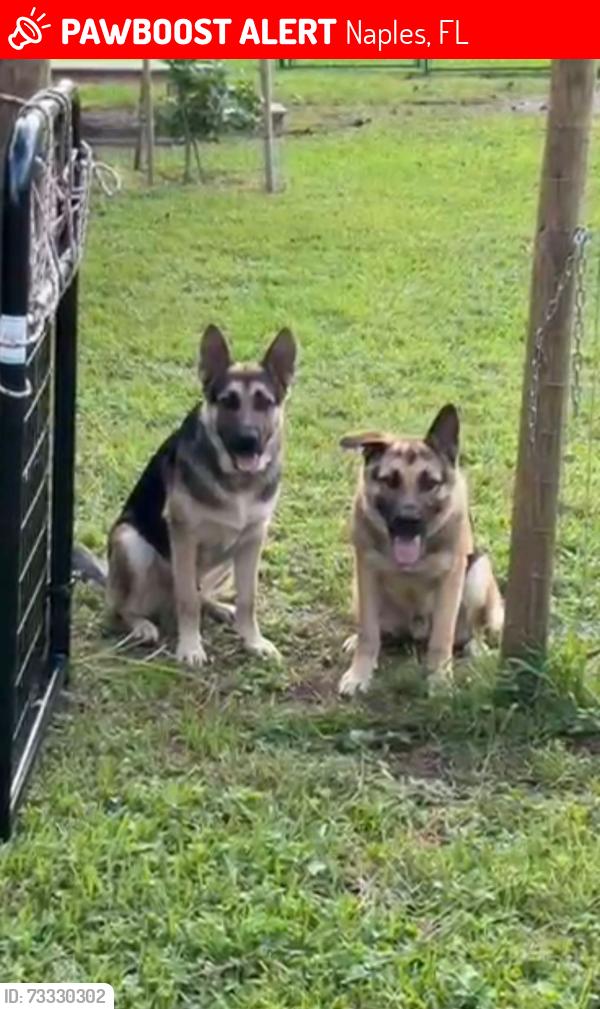 Lost Male Dog last seen Near 8th st ne Naples fl, Naples, FL 34120