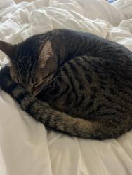 Reunited Male Cat last seen Laurel Lea Neighborhood - Reunion Road Porters Neck, Wilmington, NC 28411