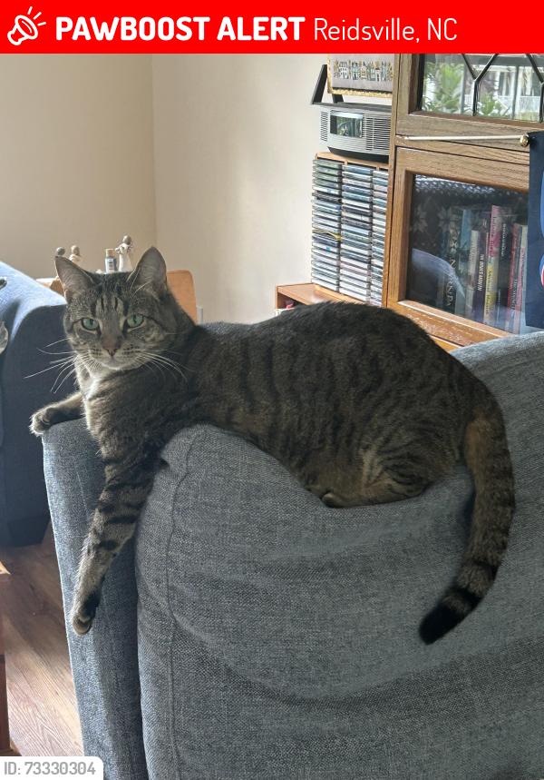 Lost Female Cat last seen Woodland area, Reidsville, NC 27320