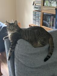 Lost Female Cat last seen Woodland area, Reidsville, NC 27320