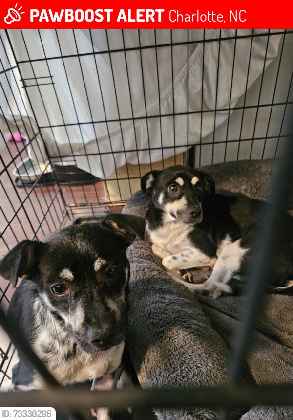 Lost Male Dog last seen Durham Lane and Cross Street, Charlotte, NC 28269
