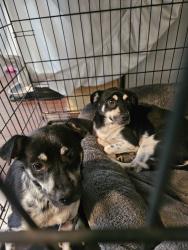 Lost Male Dog last seen Durham Lane and Cross Street, Charlotte, NC 28269