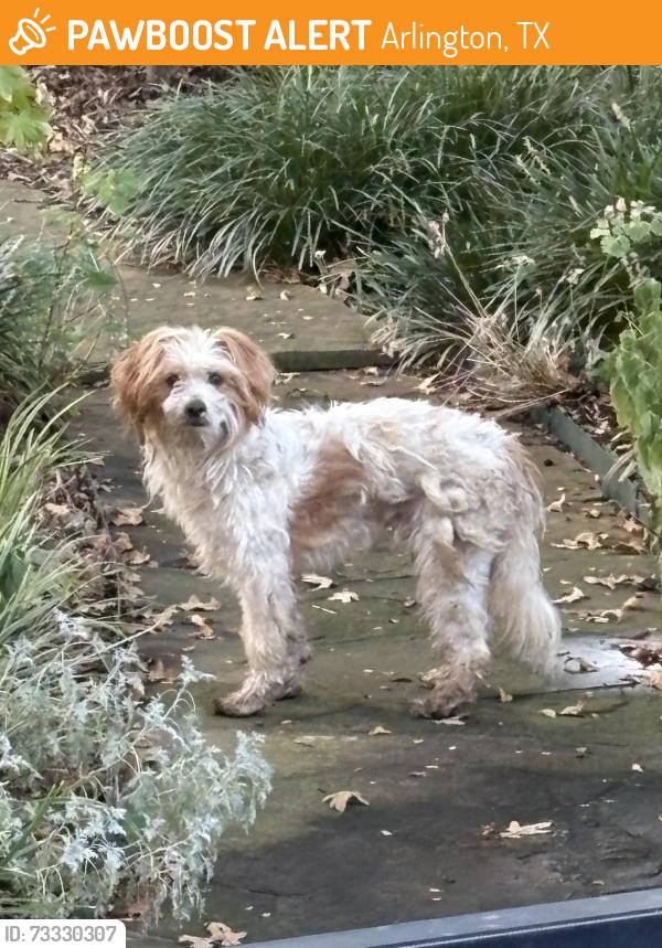 Found/Stray Unknown Dog last seen Indian Trail/Sieber/Veteran’s Park, Arlington, TX 76016
