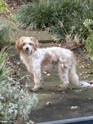 Found/Stray Unknown Dog last seen Indian Trail/Sieber/Veteran’s Park, Arlington, TX 76016