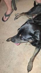 Reunited Female Dog last seen Summer st. and dingler ave, Mooresville, NC 28115