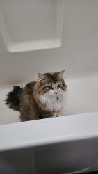 Reunited Female Cat last seen 170th and Sarala, Beaverton, OR 97007