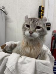 Found/Stray Female Cat last seen State & Eagle, Eagle, ID 83713