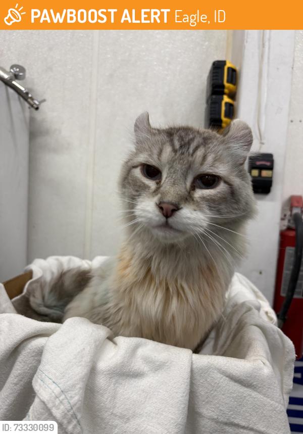 Found/Stray Female Cat last seen State & Eagle, Eagle, ID 83713