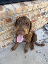 Found/Stray Male Dog last seen 96th st and box rd, Cleveland County, OK 73051