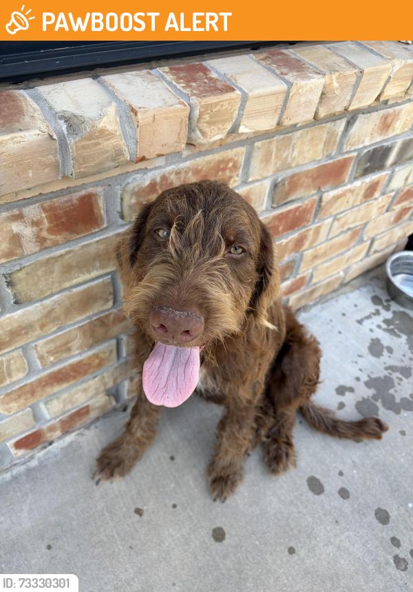 Found/Stray Male Dog last seen 96th st and box rd, Cleveland County, OK 73051