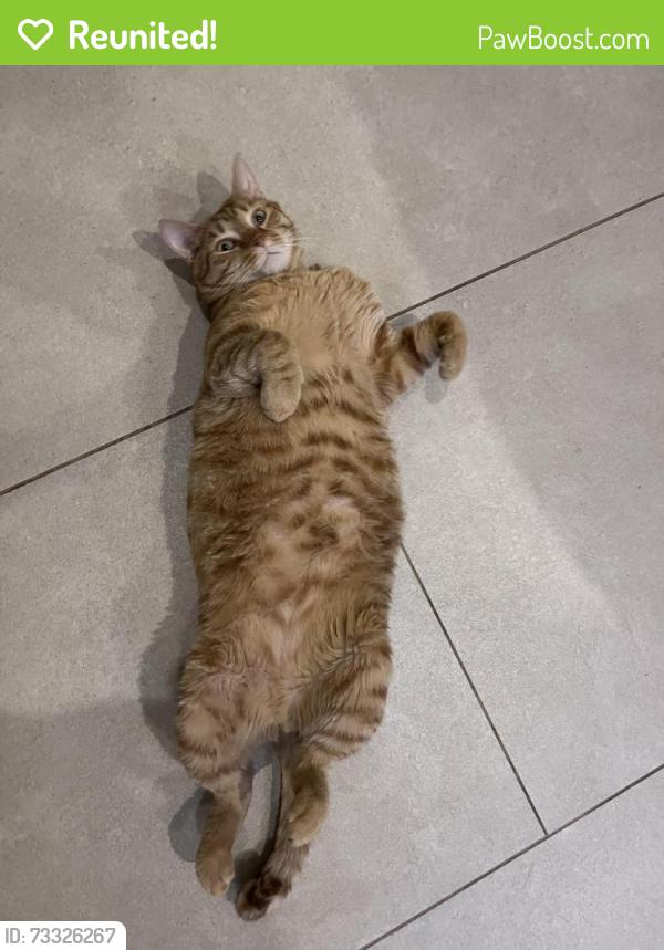 Reunited Male Cat last seen Grysbok st , waterkloof ridge, Pretoria, GP 0181
