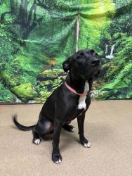 Shelter Stray Female Dog last seen James Cox Rd 29627, Anderson County, SC, 1320 US-29, Anderson, SC 29626, USA