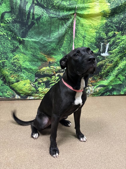 Shelter Stray Female Dog last seen James Cox Rd 29627, Anderson County, SC, 1320 US-29, Anderson, SC 29626, USA