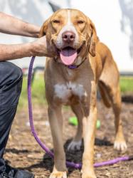 Shelter Stray Male Dog last seen Near Rock Springs Road, Stonecrest 30038, 30038, GA, 3280 Chamblee Dunwoody Rd, Chamblee, GA 30341, USA