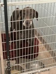 Shelter Stray Male Dog last seen Near E 276th St, Hamilton County, IN, 10501 Hague Rd, Fishers, IN 46038, USA