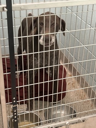 Shelter Stray Male Dog last seen Near E 276th St, Hamilton County, IN, 10501 Hague Rd, Fishers, IN 46038, USA