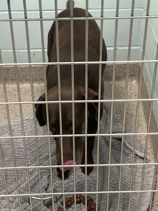 Shelter Stray Male Dog last seen Near E 276th St, Hamilton County, IN, 10501 Hague Rd, Fishers, IN 46038, USA