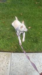 Reunited Female Dog last seen Near stylus st apt 107, Chula Vista, CA 91915