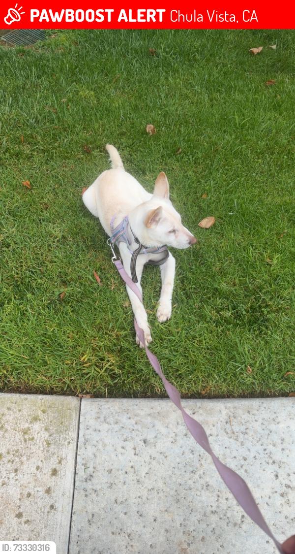 Lost Female Dog last seen Near stylus st apt 107, Chula Vista, CA 91915