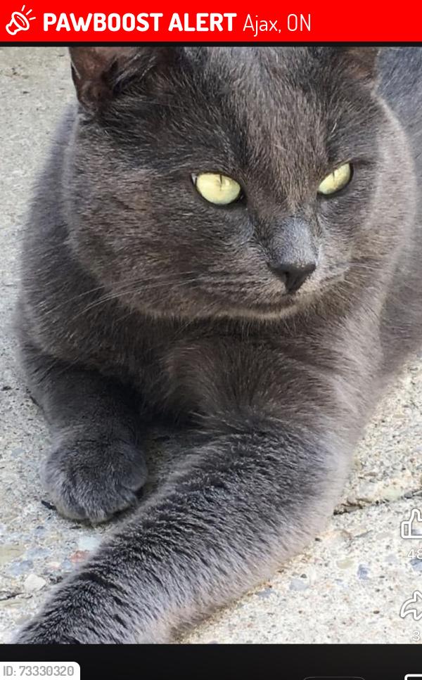 Lost Male Cat last seen Sullivan Dr/ Parkins Dr/Magill, Ajax, ON 