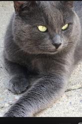 Lost Male Cat last seen Sullivan Dr/ Parkins Dr/Magill, Ajax, ON 