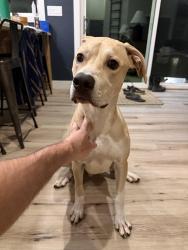 Found/Stray Male Dog last seen Shue Rd and Hollies Pines Rd, Harnett County, NC 27505