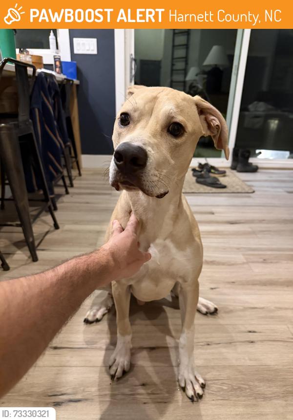 Found/Stray Male Dog last seen Shue Rd and Hollies Pines Rd, Harnett County, NC 27505