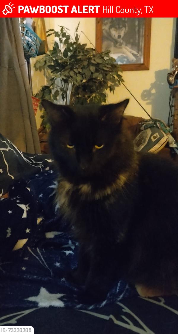 Lost Female Cat last seen Harmony Point, Live Oak Loop, Whitney TX, 76692, Hill County, TX 76692
